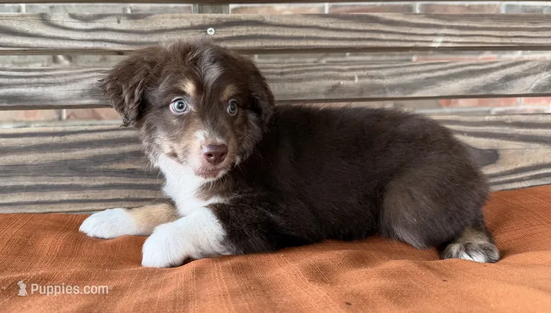 Toby – Miniature Australian Shepherd puppy for sale in Honey Grove, TX
