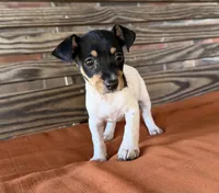 Bella, a female Rat Terrier for sale in Honey Grove, TX – 8 of 10