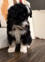Maci, a female Miniature Australian Shepherd for sale in Honey Grove, TX – 2 of 10