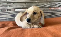 Jax, a male Miniature Dachshund for sale in Honey Grove, TX – 7 of 10
