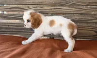 Darla , a female Cavalier King Charles Spaniel for sale in Honey Grove, TX – 5 of 8