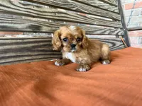 Burk , a male Cavalier King Charles Spaniel for sale in Honey Grove, TX – 10 of 10