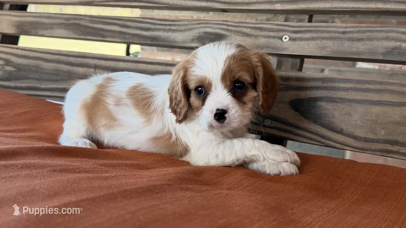 Sam, a male Cavalier King Charles Spaniel for sale in Honey Grove, TX – 1 of 9
