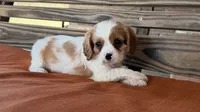 Sam, a male Cavalier King Charles Spaniel for sale in Honey Grove, TX – 1 of 9