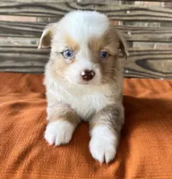 Denver , a male Miniature Australian Shepherd for sale in Honey Grove, TX – 9 of 10
