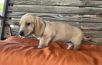 Jax, a male Miniature Dachshund for sale in Honey Grove, TX – 9 of 10