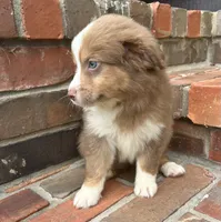Collins, a female Miniature Australian Shepherd for sale in Honey Grove, TX – 5 of 9