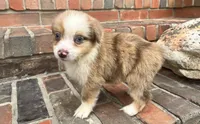 Conner, a male Miniature Australian Shepherd for sale in Honey Grove, TX – 5 of 6