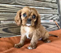 Jase, a male Cavalier King Charles Spaniel for sale in Honey Grove, TX – 2 of 10