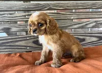 Burk , a male Cavalier King Charles Spaniel for sale in Honey Grove, TX – 4 of 10