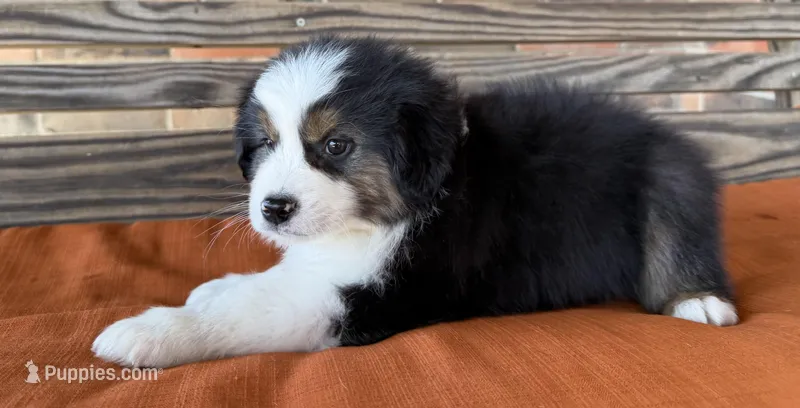 Bentley, a male Miniature Australian Shepherd for sale in Honey Grove, TX – Photo 1 of 10