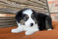 Bentley, a male Miniature Australian Shepherd for sale in Honey Grove, TX – Photo 2 of 10