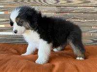 Bentley, a male Miniature Australian Shepherd for sale in Honey Grove, TX – Photo 7 of 10
