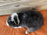 Bentley, a male Miniature Australian Shepherd for sale in Honey Grove, TX – Photo 10 of 10