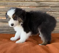 Bentley, a male Miniature Australian Shepherd for sale in Honey Grove, TX – Photo 5 of 10