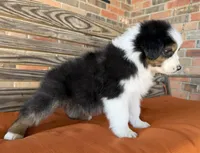 Bentley, a male Miniature Australian Shepherd for sale in Honey Grove, TX – Photo 9 of 10
