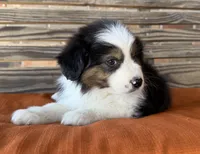 Bentley, a male Miniature Australian Shepherd for sale in Honey Grove, TX – Photo 3 of 10