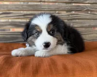 Bentley, a male Miniature Australian Shepherd for sale in Honey Grove, TX – Photo 4 of 10