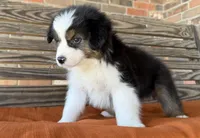 Bentley, a male Miniature Australian Shepherd for sale in Honey Grove, TX – Photo 6 of 10