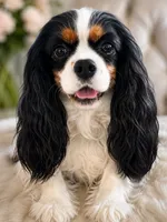 AKC Luna pet home only , a female Cavalier King Charles Spaniel for sale in Tulia, TX – 1 of 3