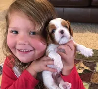 Christmas Puppies, a female Cavalier King Charles Spaniel for sale in Tulia, TX – 3 of 3