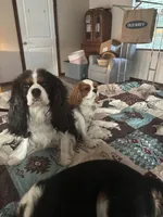 AKC Luna pet home only , a female Cavalier King Charles Spaniel for sale in Tulia, TX – 2 of 3