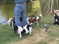 AKC Luna pet home only , a female Cavalier King Charles Spaniel for sale in Tulia, TX – 3 of 3