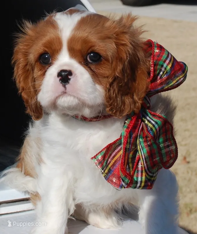 Christmas Puppies – Cavalier King Charles Spaniel puppy for sale in Tulia, TX