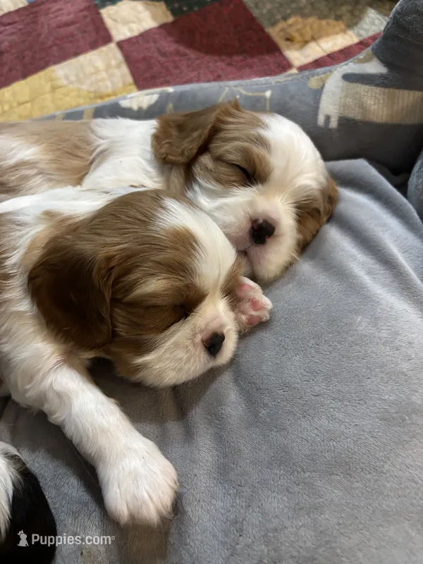 Upcoming Litter  – Cavalier King Charles Spaniel puppy for sale in Tulia, TX
