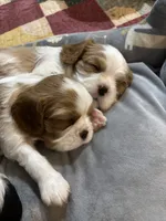 Upcoming Litter , a female Cavalier King Charles Spaniel for sale in Tulia, TX – 1 of 2