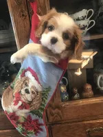 Christmas Puppies, a female Cavalier King Charles Spaniel for sale in Tulia, TX – 2 of 3