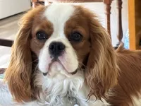 Upcoming Litter , a female Cavalier King Charles Spaniel for sale in Tulia, TX – 2 of 2