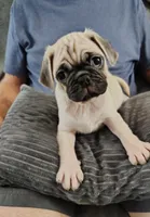 Biscuit, a male Pug for sale in Springfield, MO – 1 of 4