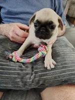 Petunia, a female Pug for sale in Springfield, MO – 4 of 4