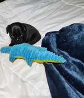 Midnight boy, a male Pug for sale in Springfield, MO – 4 of 6