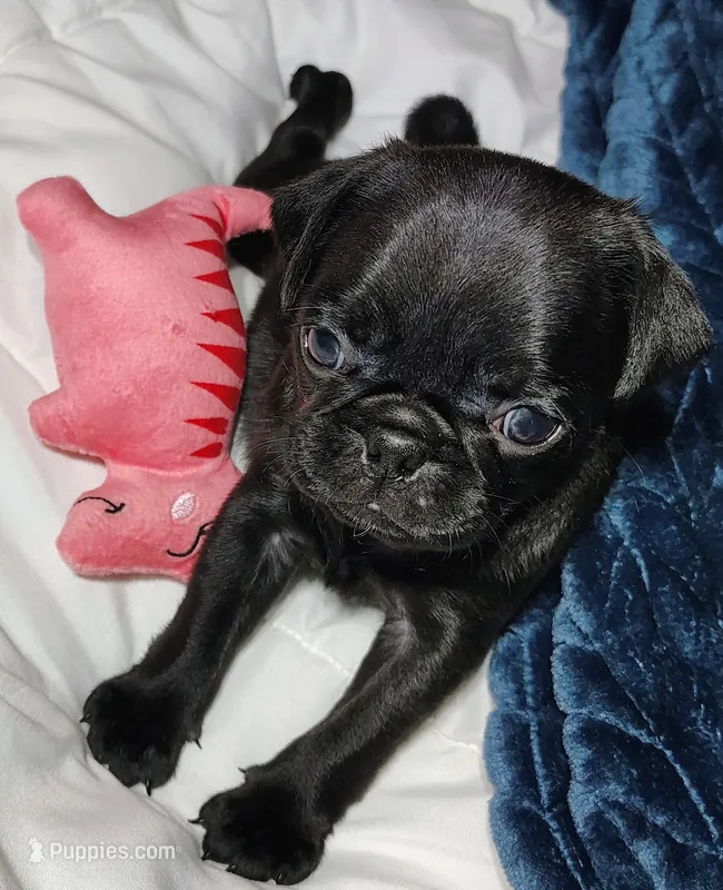 Princess – Pug puppy for sale in Springfield, MO
