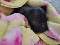 Princess, a female Pug for sale in Springfield, MO – 3 of 4