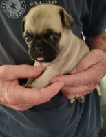 Mr biscuit, a male Pug for sale in Springfield, MO – Photo 2 of 5