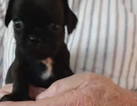 Toby, a male Cavalier King Charles Spaniel and Pug for sale in Springfield, MO – Photo 3 of 5