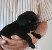 Toby, a male Cavalier King Charles Spaniel and Pug for sale in Springfield, MO – Photo 4 of 5