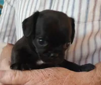 Toby, a male Cavalier King Charles Spaniel and Pug for sale in Springfield, MO – Photo 5 of 5