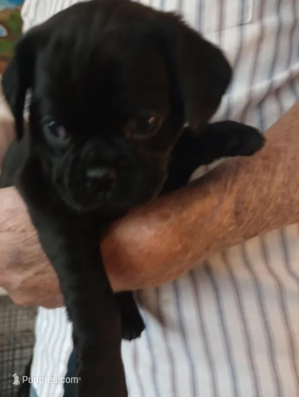 Toby, a male Cavalier King Charles Spaniel and Pug for sale in Springfield, MO – Photo 1 of 5