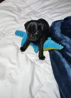 Midnight boy, a male Pug for sale in Springfield, MO – 6 of 6