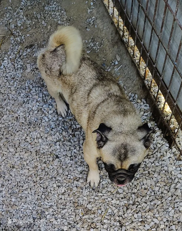 Gi Gi girl – Pug puppy for sale in Springfield, MO