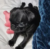Pebbles girl , a female Pug for sale in Springfield, MO – 4 of 4