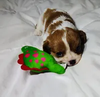 Sammy, a male Cavalier King Charles Spaniel for sale in Springfield, MO – 3 of 5