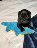 Midnight boy, a male Pug for sale in Springfield, MO – 3 of 6
