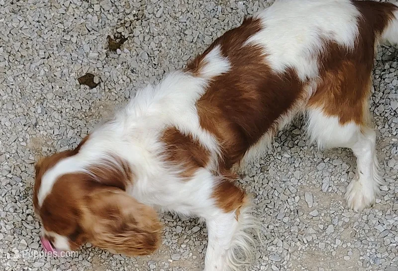 Louie – Cavalier King Charles Spaniel puppy for sale in Springfield, MO