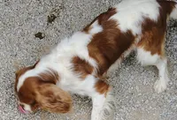 Louie, a male Cavalier King Charles Spaniel for sale in Springfield, MO – 1 of 5