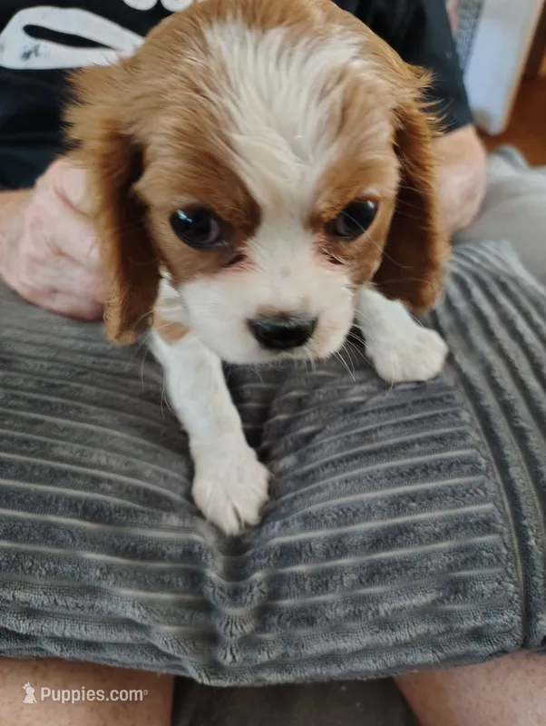 Ivy rose  – Cavalier King Charles Spaniel puppy for sale in Springfield, MO